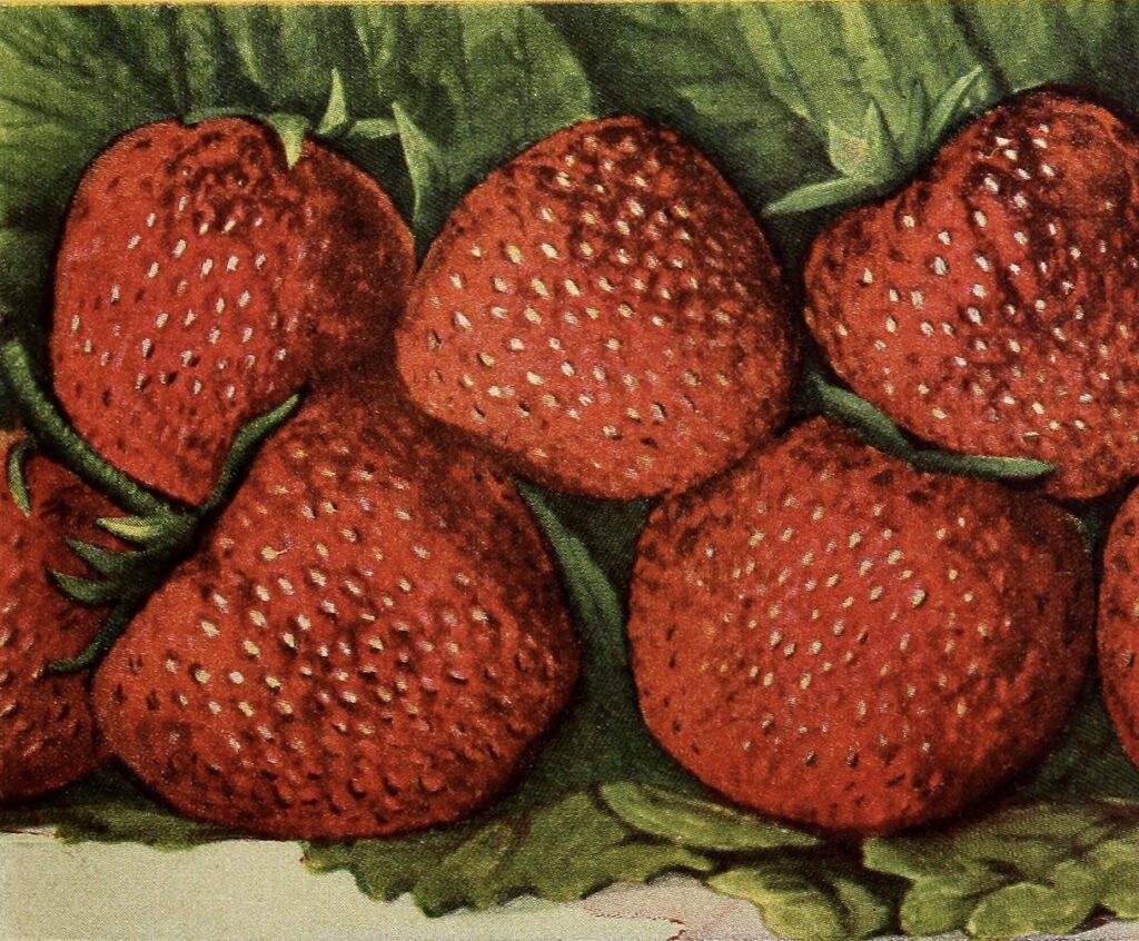 Five, large, red strawberries